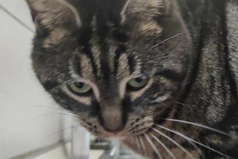 Vermisstmeldung Katze Weiblich , 3 jahre Comines Frankreich