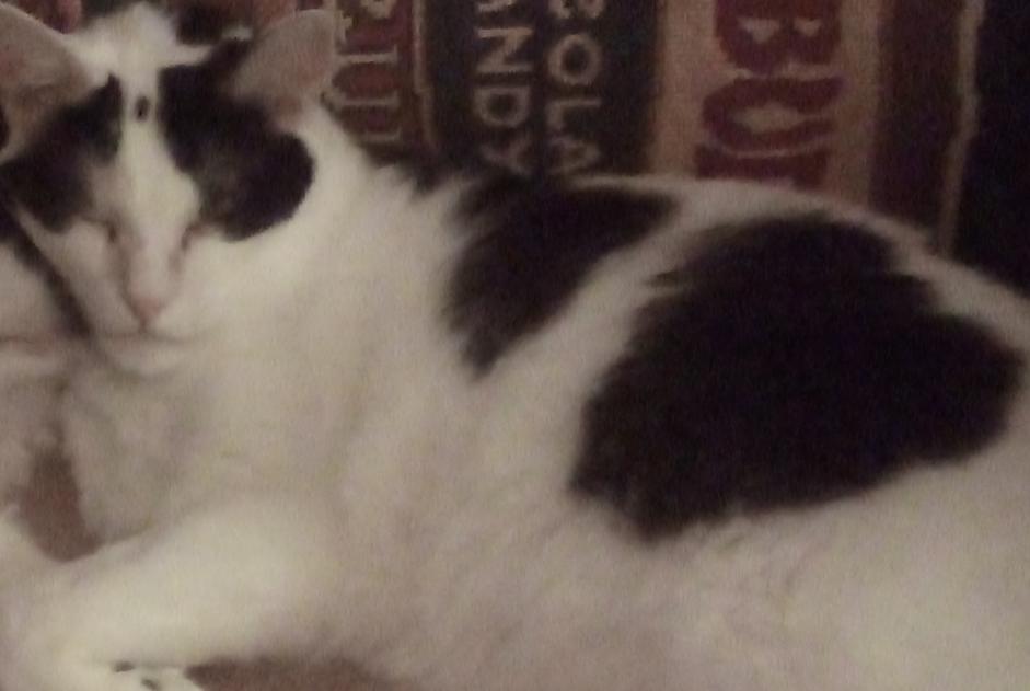 Disappearance alert Cat miscegenation  Male , 11 years Douai France