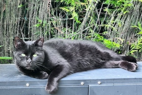 Disappearance alert Cat Male , 7 years La Chapelle-d'Armentières France
