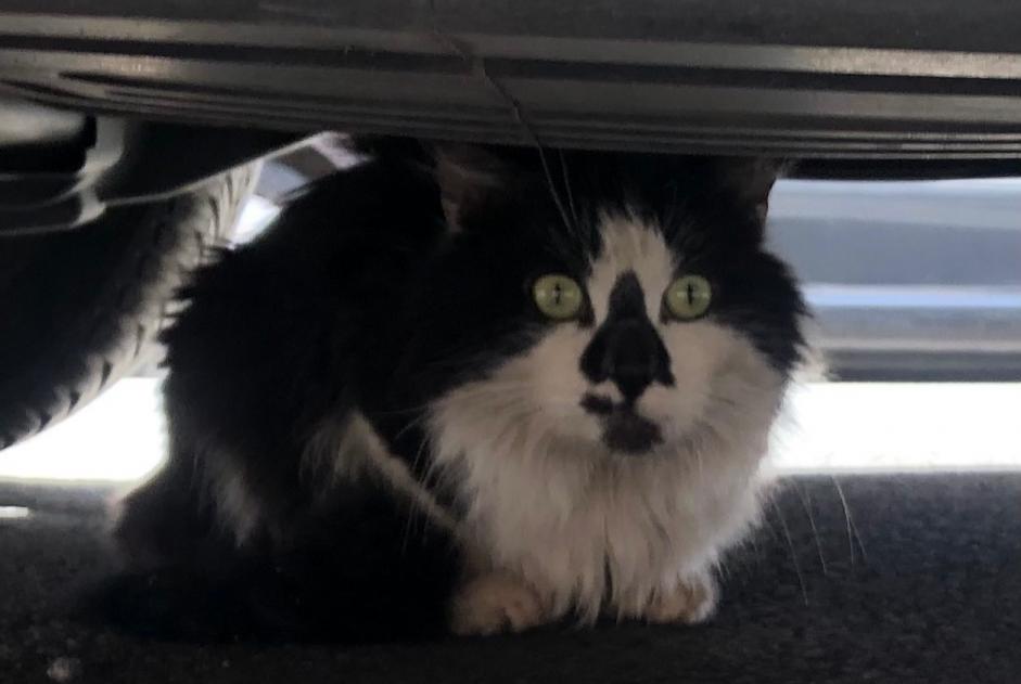 Discovery alert Cat Unknown Lille France