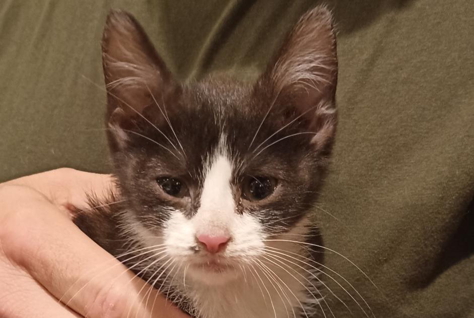 Discovery alert Cat Unknown Monchecourt France