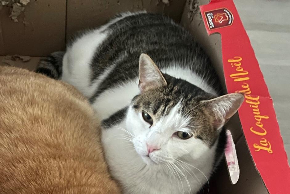 Disappearance alert Cat Female , 5 years Tourcoing France