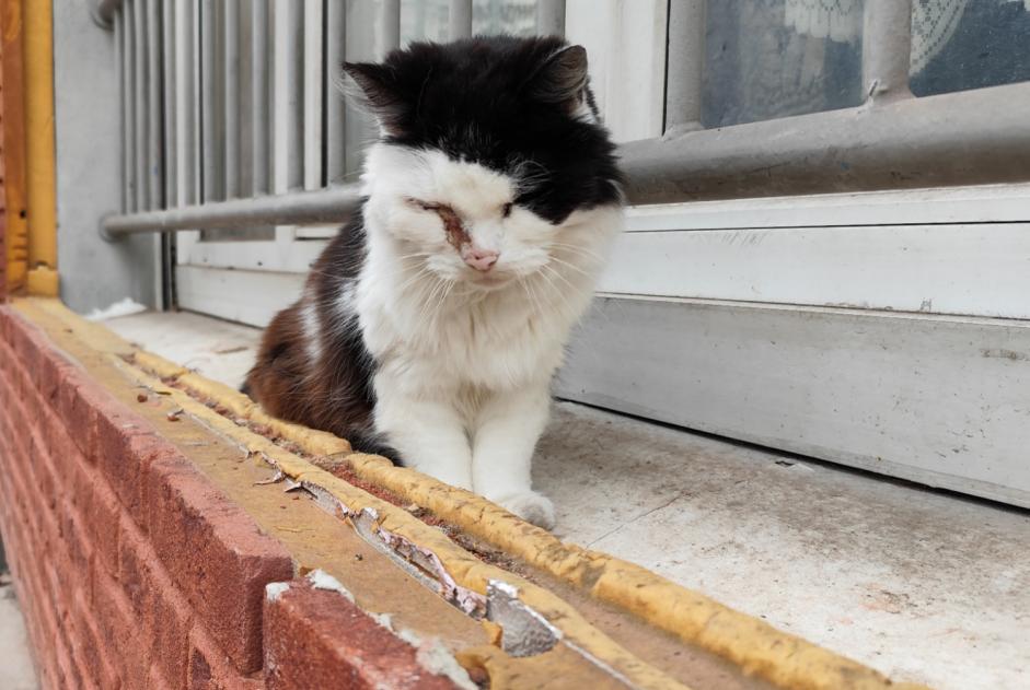 Discovery alert Cat Unknown Lille France