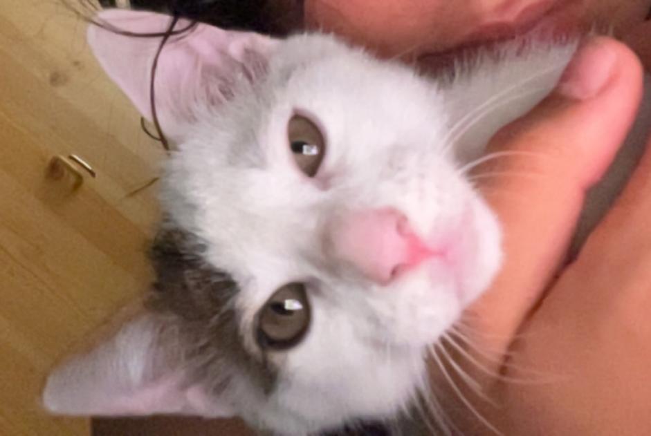 Discovery alert Cat Male La Madeleine France