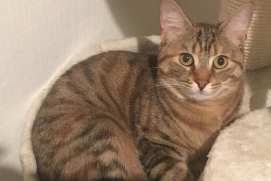 Alerte Disparition Chat Femelle , 1 ans Lewarde France