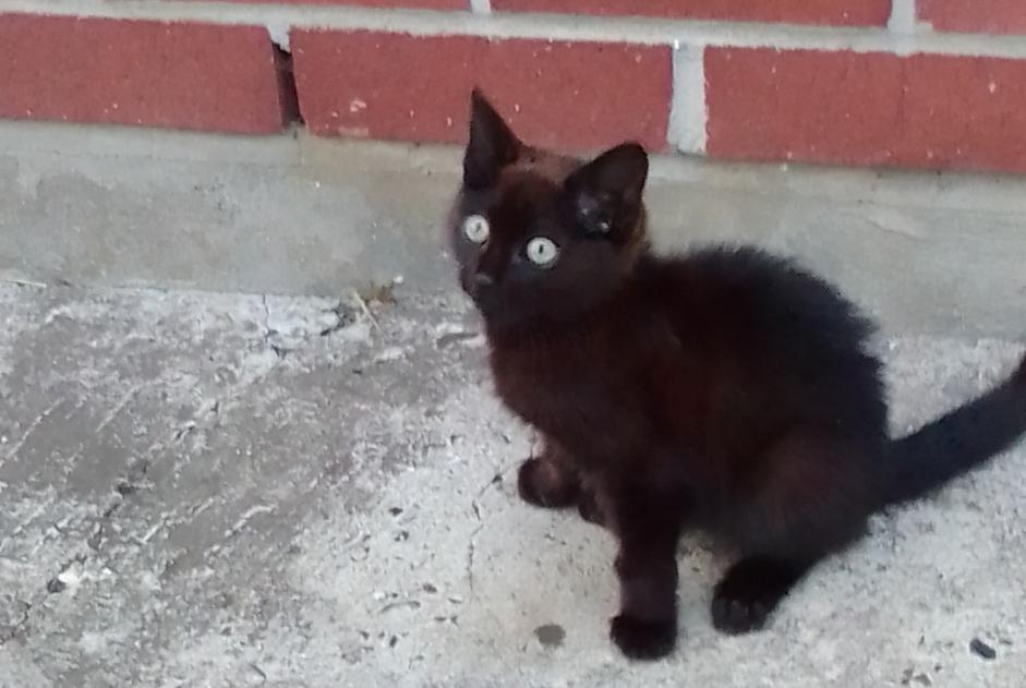 Alerte Découverte Chat Femelle Bruay-sur-l'Escaut France