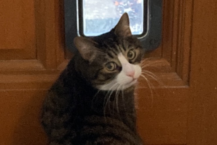 Alerte Disparition Chat Mâle , 5 ans Lille France Alerte Disparition Chat Mâle , 5 ans Lille France
