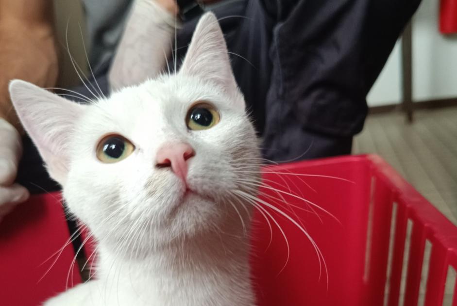 Alerte Découverte Chat Femelle Armentières France Alerte Découverte Chat Femelle Armentières France