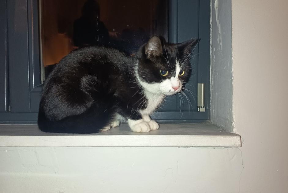 Alerte Découverte Chat Mâle Lille France