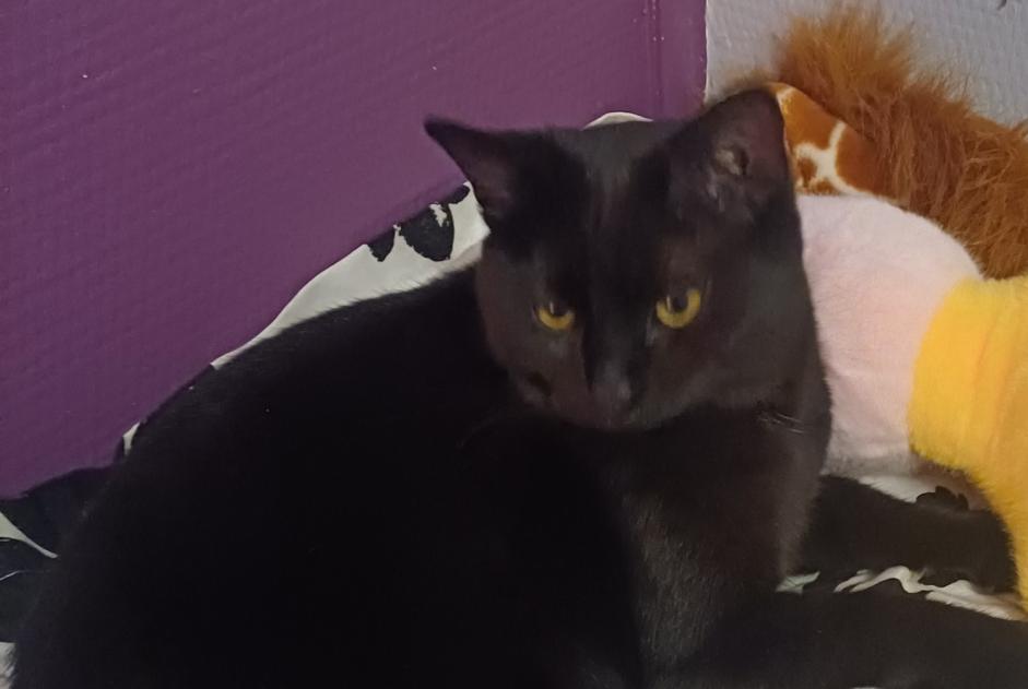 Alerte Disparition Chat Femelle , 2 ans Seclin France