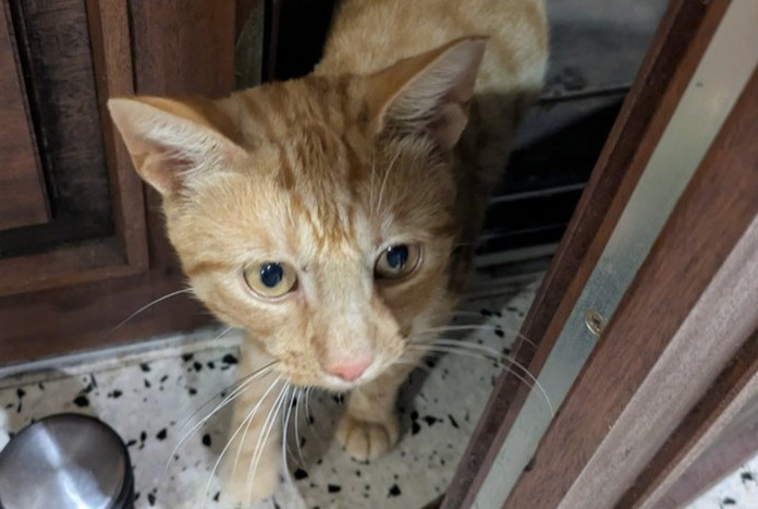 Alerte Découverte Chat Mâle , 2 ans Cappelle-en-Pévèle France