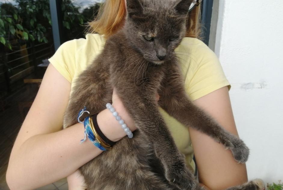 Alerte Découverte Chat Femelle , 12 ans Zuydcoote France