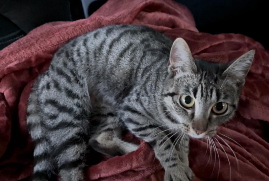Avviso Ritrovamento Gatto incrocio di razze  Femmina Croix Francia