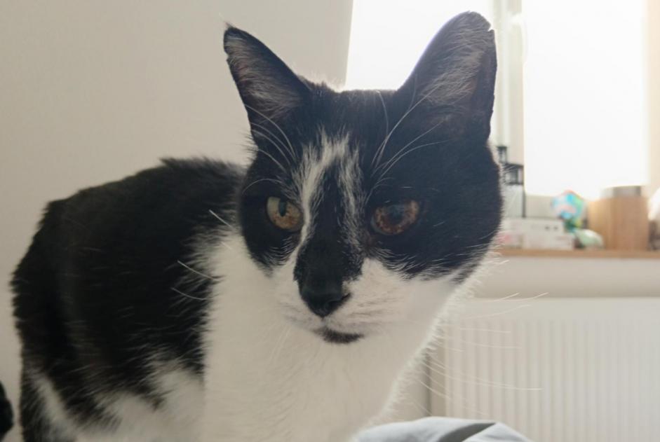 Avviso scomparsa Gatto incrocio di razze  Maschio , 15 anni Hem Francia