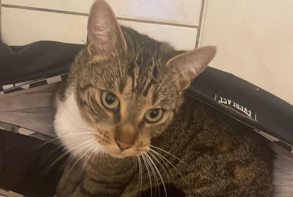 Alerta desaparecimento Gato cruzamento  Macho , 4 anos Denain France